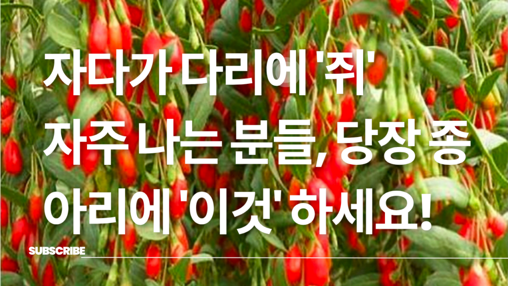 [오늘의 건강 리포트] 제2의 심장 ‘종아리’가 보내는 경고… 혈액순환 돕는 ‘구기자’의 효능